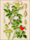 Шиповник коричный (роза коричная) Отвар шиповника